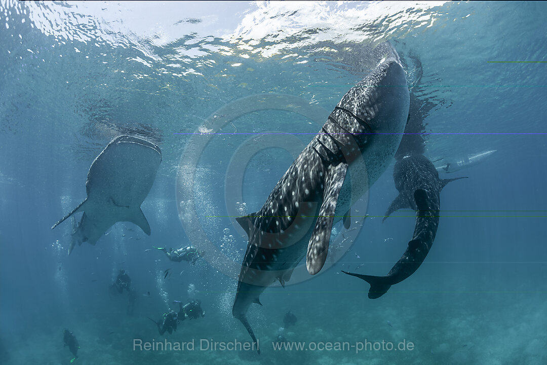 Three Whale Sharks und Scuba diver, Rhincodon typus, Loon, Bohol, Cebu Strait, Philippine Sea, Philippines