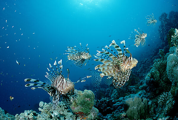 lionfish, turkeyfish