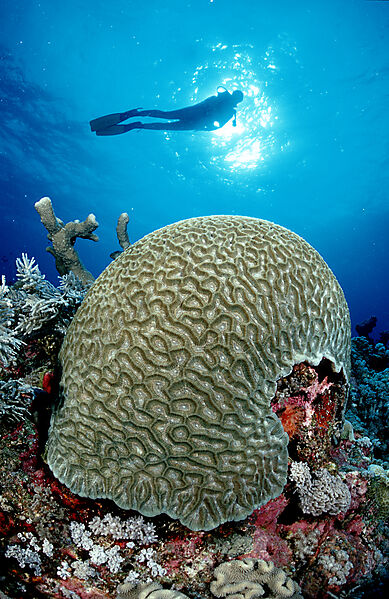 hard coral and scuba diver