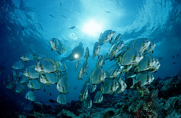 Pinnate batfish and scuba diver