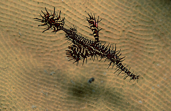 Harlequin ghost pipefish