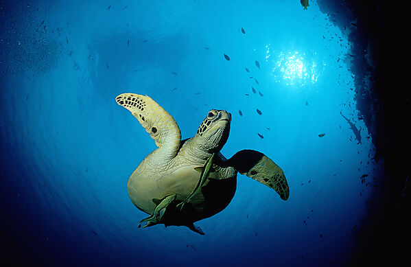 Green sea turtle, green turtle