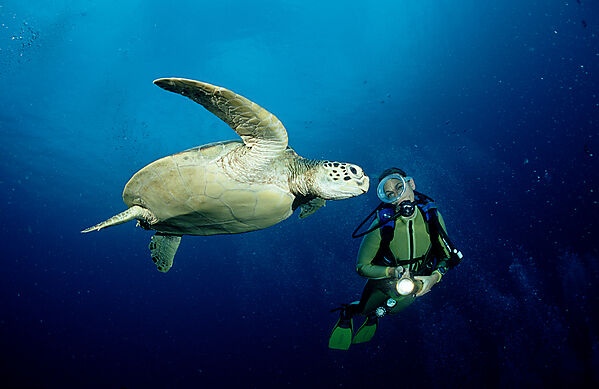 Green sea turtle, green turtle and scuba diver