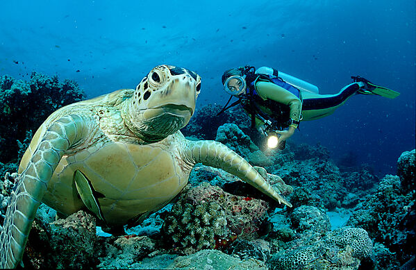 Green sea turtle and scuba diver