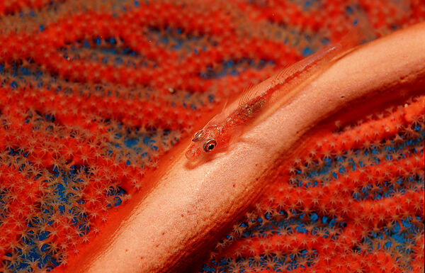 Gorgonian goby