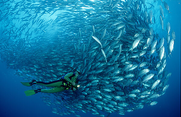 Bigeye trevally and scuba diver