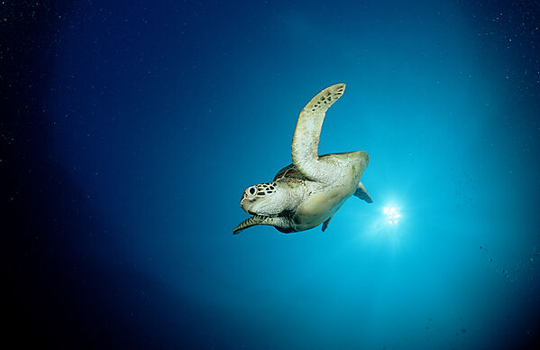 Suppenschildkroete, Meeresschildkroete
