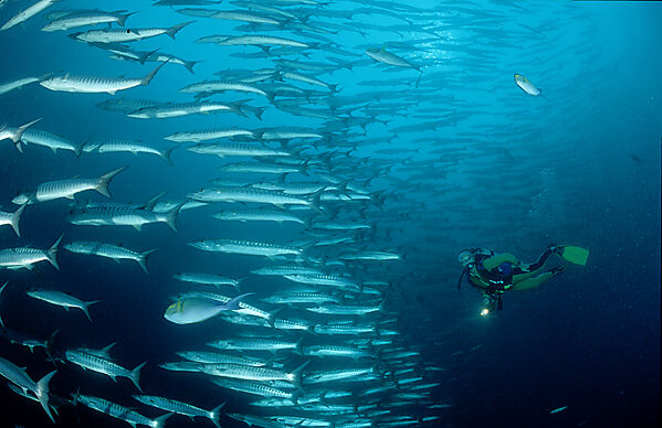 Blackfin barracuda and scuba diver