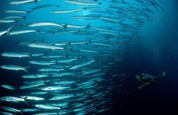 Blackfin barracuda and scuba diver