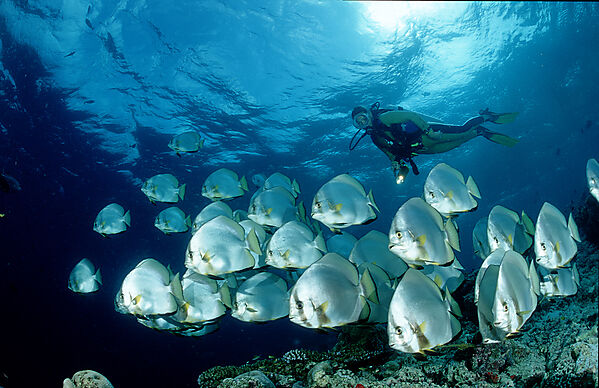 Pinnate batfish and scuba diver