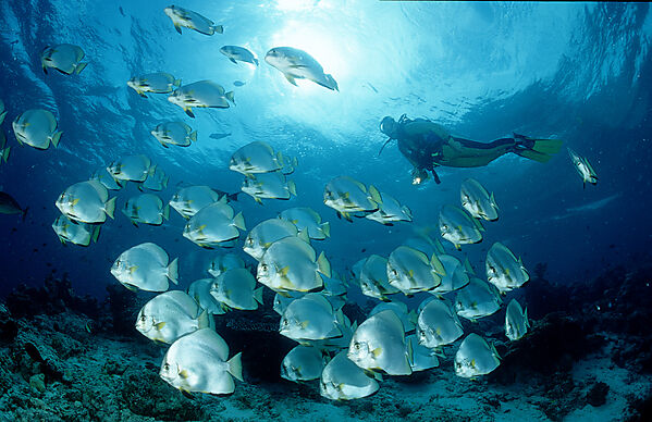 Pinnate batfish and scuba diver