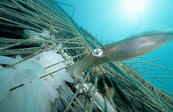 Reef squid with eggs