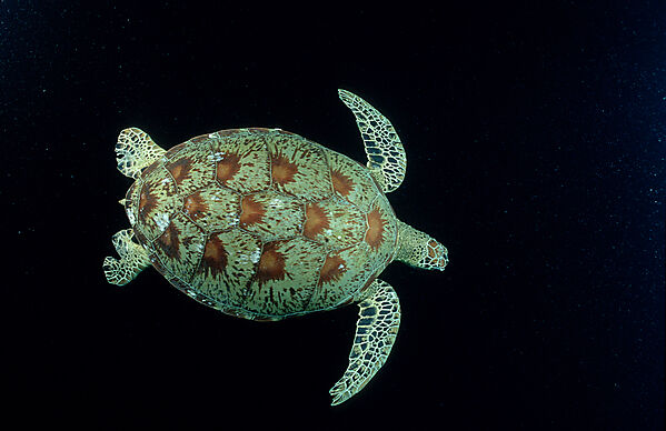 Green sea turtle, green turtle