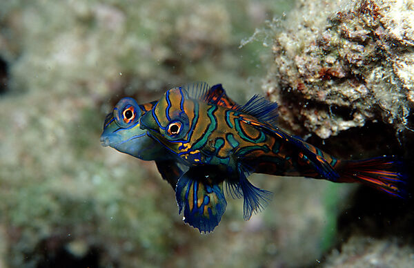 Mandarinfish