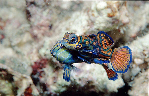 Mandarinfish
