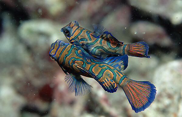 Mandarinfish