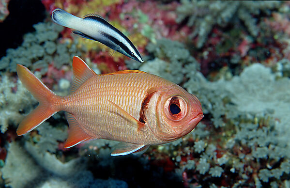 Weisssaum-Soldatenfisch und Putzerlippfisch