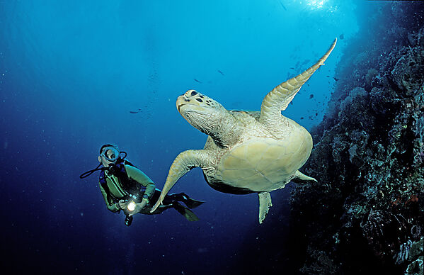 Suppenschildkroete und Taucher