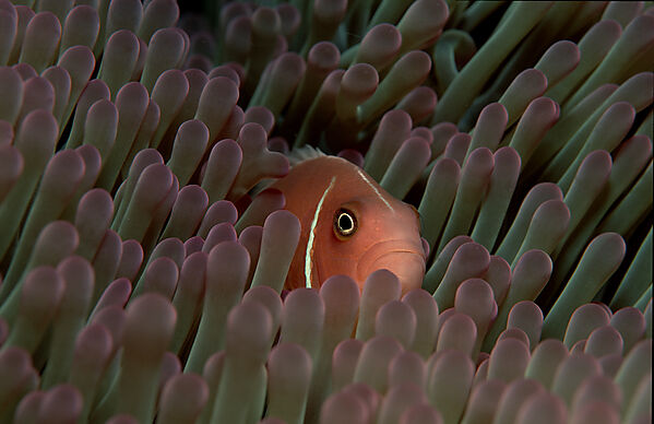 Pink anemonefish