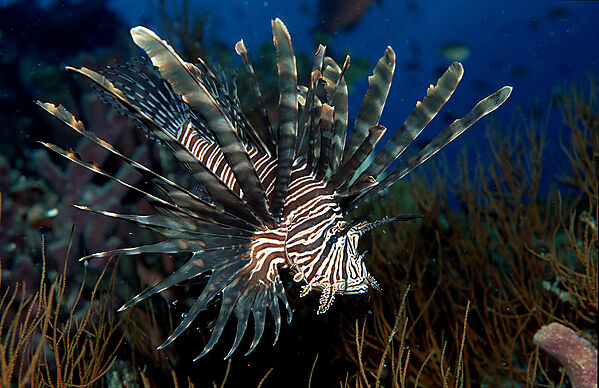 lionfish, turkeyfish