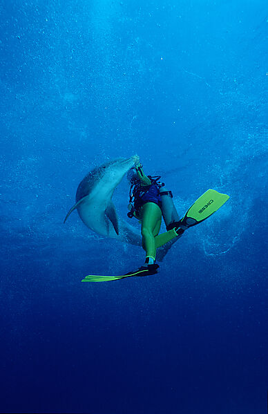 Grosser Tuemmler und Taucher, Delfin, Delphin