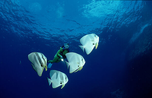 Pinnate batfish and scuba diver