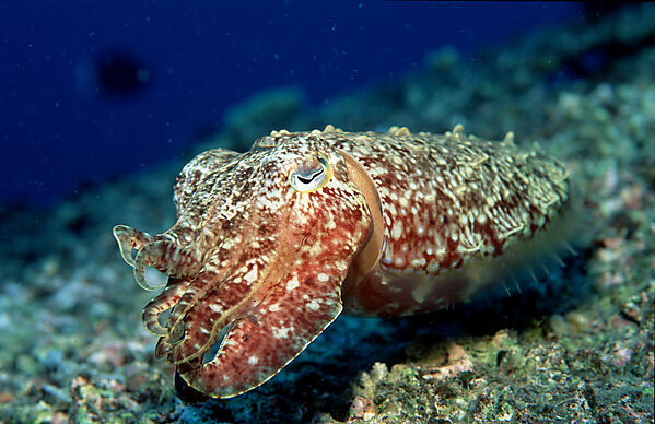 Cuttlefish