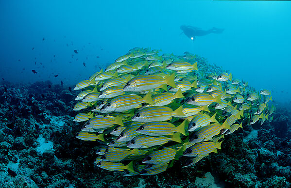 Schooling fivelined snapper and scuba diver