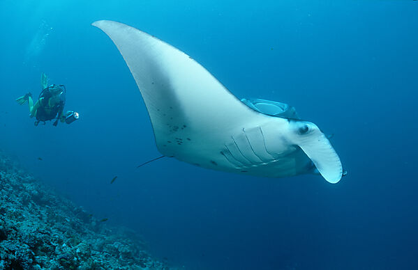 Manta ray and scuba diver