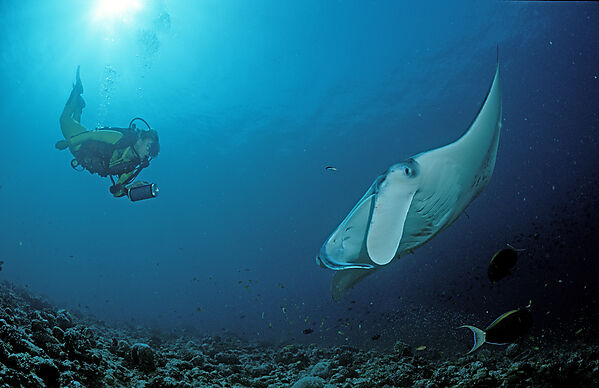 Manta ray and scuba diver