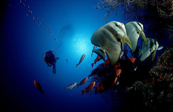 Pinnate batfish and scuba diver