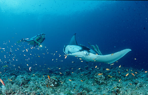 Manta ray and scuba diver