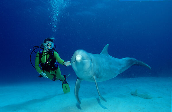 Grosser Tuemmler, Delphin, Delfin und Taucher