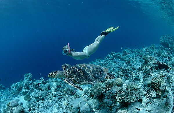 Suppenschildkroete und Schnorchler