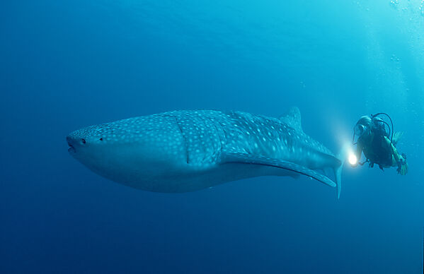 Whale shark and scuba diver