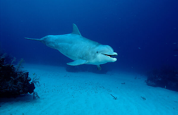 Grosser Tuemmler, Delphin, Delfin