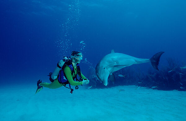 Grosser Tuemmler, Delphin, Delfin und Taucher