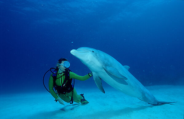 Grosser Tuemmler, Delphin, Delfin und Taucher