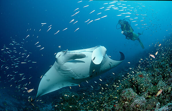 Manta ray and scuba diver