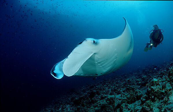 Manta ray and scuba diver