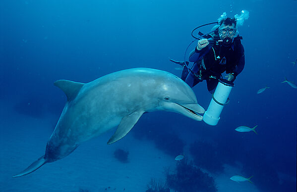 Grosser Tuemmler, Delphin, Delfin und Trainer