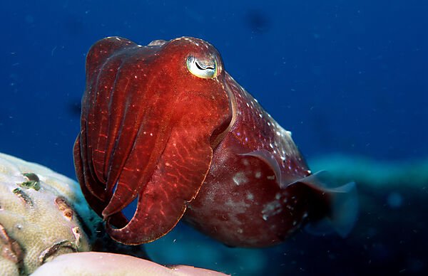 Cuttlefish