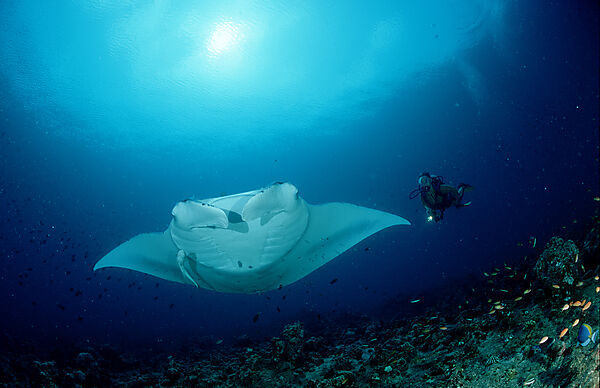 Manta ray and scuba diver