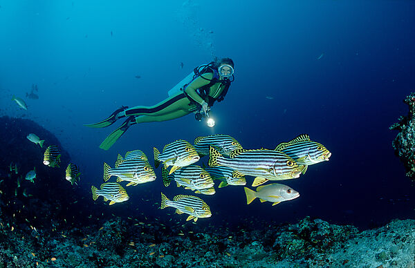 Oriental sweetlips and scuba diver