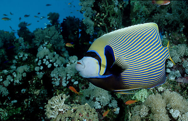 Emperor angelfish