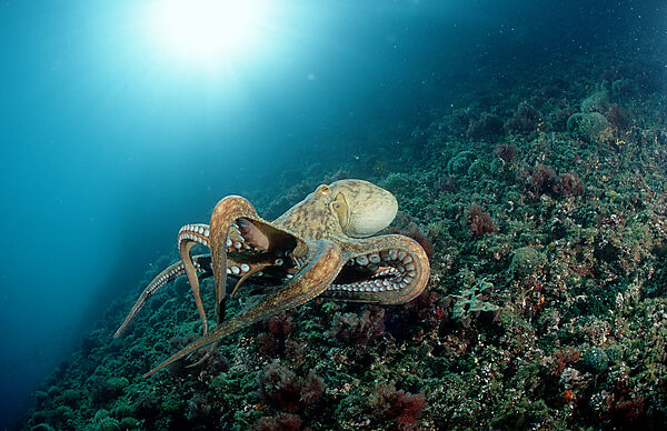 Octopus