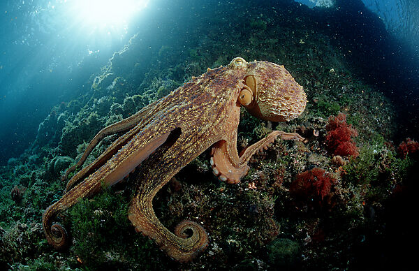 Octopus