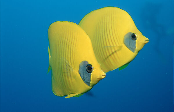 Masked butterflyfish