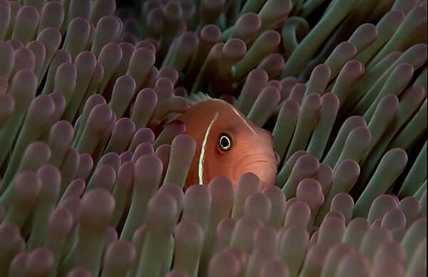 Halsband-Anemonenfisch
