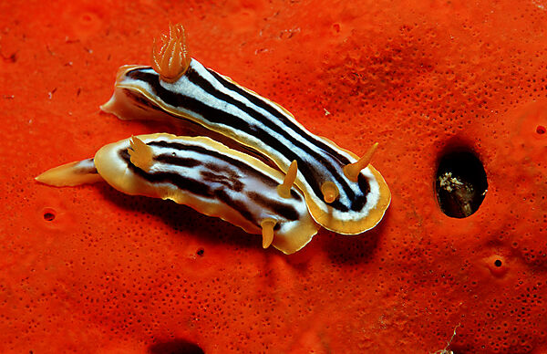 nudibranch
